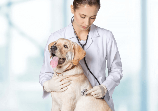 veterinarian with dog